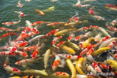 锦鲤养殖技术视频:养锦鲤几年了，天天喂饲料，怎么不见长大呢？