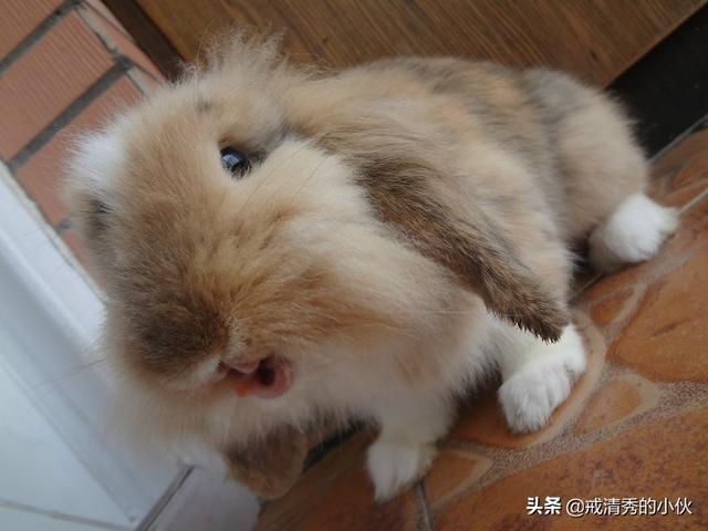 四川宠物兔养殖基地:成都什么地方可以买到垂耳兔？