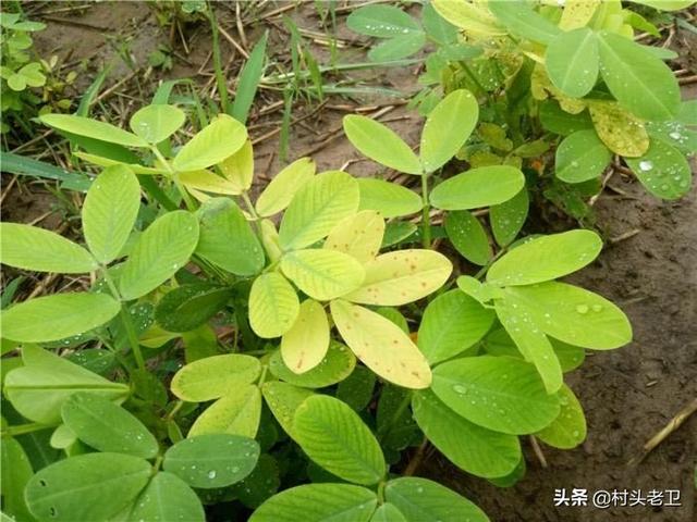 植物必需的营养元素:果树生长发育不可或缺的营养物质有哪些？