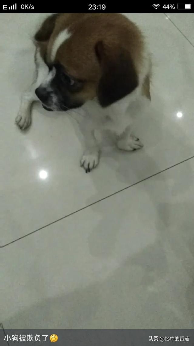 可以养的聪明的宠物狗:什么宠物最通人性最容易养？ 宠物狗比较聪明且好养的