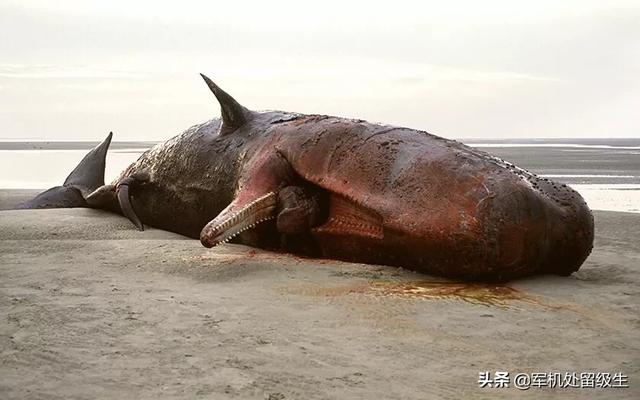 骨软骨病:孩子走路脚有点内八，如何纠正？