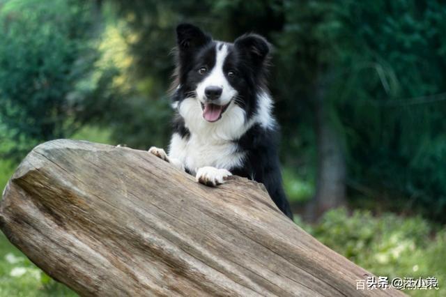 伯恩山犬 边牧:有人说边境牧羊犬不适合家养，是这样吗？