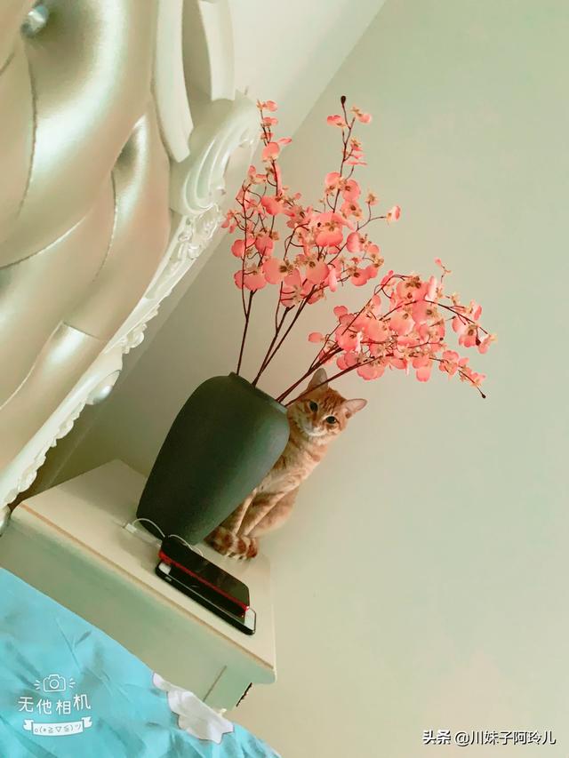 可爱的小猫咪教学反思:养猫后，你是越来越爱猫还是慢慢讨厌猫？ 大脾气的小猫咪小班教学反思