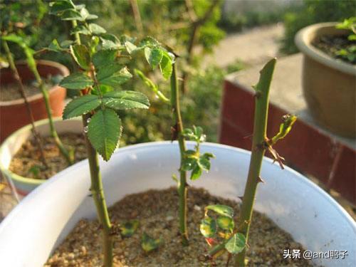 小狗种美丽鲜花-3:无根玫瑰枝能否种植？如何种植？