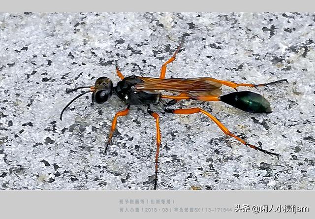姬鸮的图片:在房间里发现有翅膀、会飞行的胸腹明显“脱节”的虫子，有害吗？