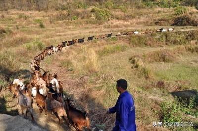 章鱼栖息习性是啥样的，山羊有哪些生活习性怎样利用这些习性养好山羊