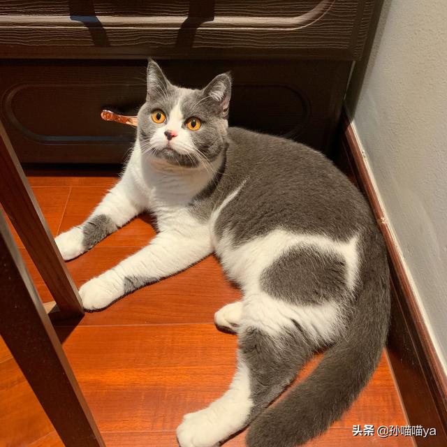 猫泛白细胞减少症病毒英文:布偶猫得了猫瘟该怎么治疗？ 猫泛白细胞减少症病毒阳性