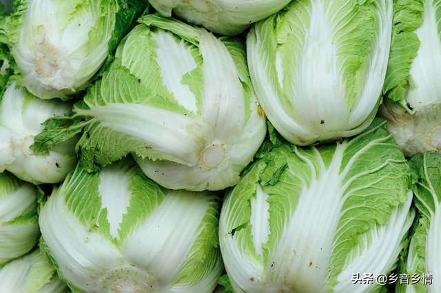十字花科蔬菜软腐病:十字花科蔬菜软腐病的防治措施包括 立秋后，农作物必须小心哪几种虫害？