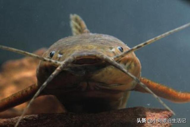 塘鲺吃什么最快长大:帆布地养的塘虱鱼怎样换水？