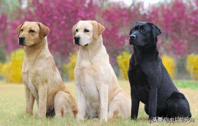 波斯顿梗犬舍:有哪些适合家养的中型狗狗？