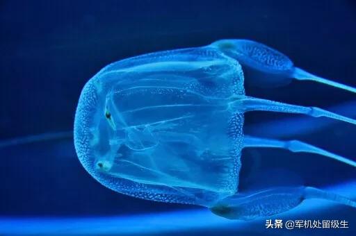 宇宙十大恐怖生物，宇宙中有哪些让人细思极恐的事