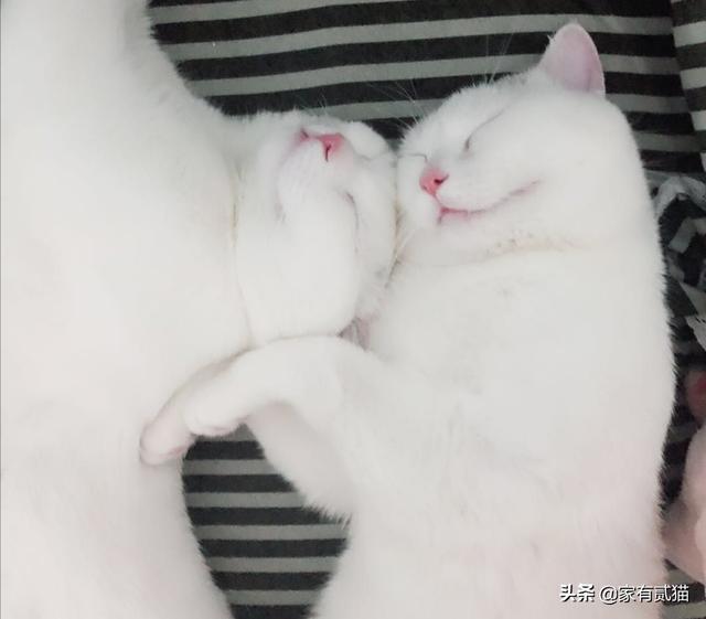 绝育猫咪踩奶是什么意思:猫咪绝育了踩奶怎么回事 胖猫不停的踩奶是什么情况？