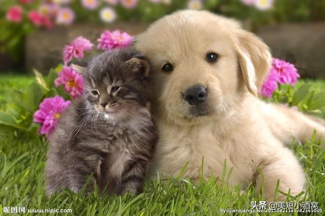 救助犬最后的遗言:你们觉得狗狗临终前最希望主人做什么？