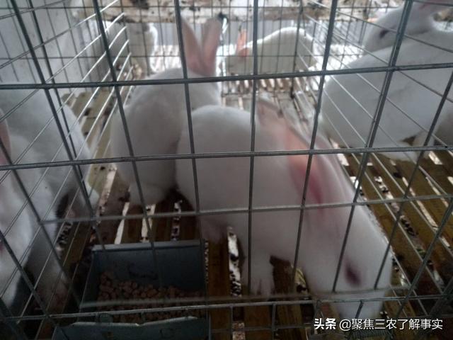 保山市周边出售比利时肉兔种兔:家里养殖肉兔，该怎样打开销路？