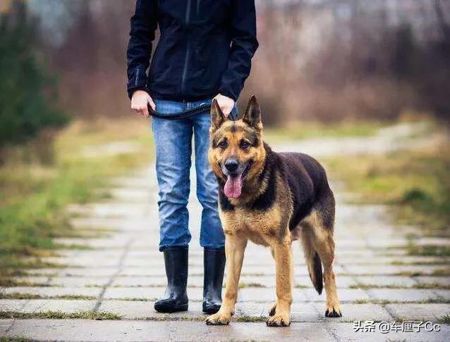 保加利亚牧羊犬:为什么德牧被禁养了以后，还有很多人喜欢饲养？