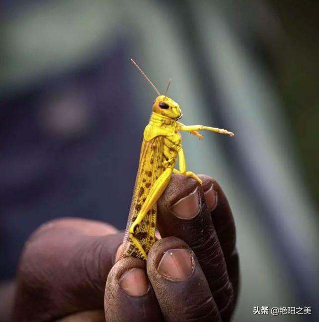 从小在农村长大的艳阳告诉你,蚂蚱和蝗虫虽然外形差不多,但个头有差别