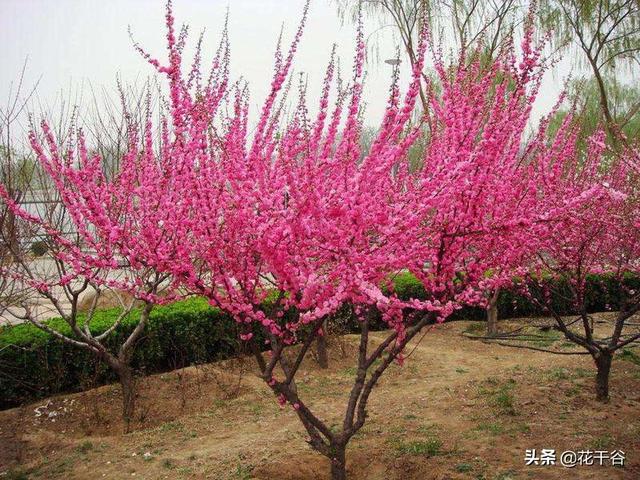 点地梅:赤美果是什么植物?刺儿梅是什么植物？