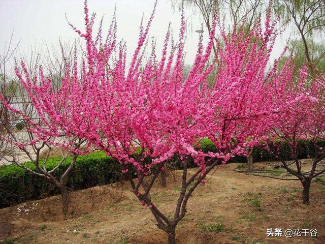 点地梅:赤美果是什么植物?刺儿梅是什么植物？