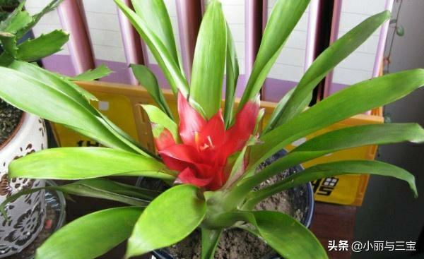 凤梨花怎么养:凤梨花怎样让他生根在母株上批下来的没有根？