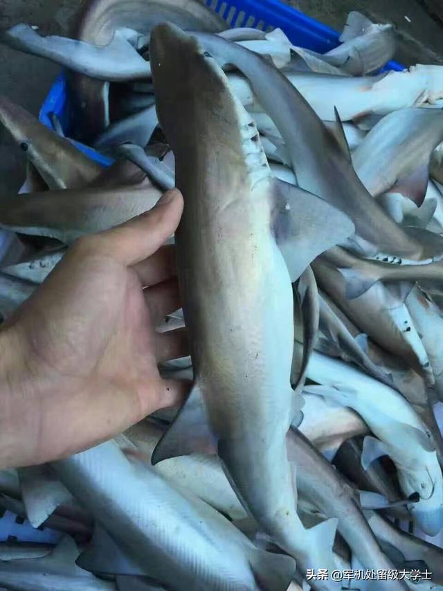 鲨鱼为什么是单性繁殖，是不是鲨鱼生孩子母亲必死