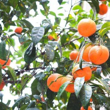 水果大战害虫:柿子树长虫要如何去防治，具体用什么药水好？