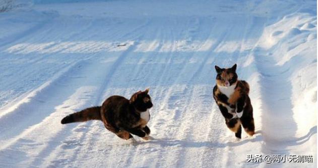 吸猫为什么有快感猫:为什么猫咪拉完屎后很兴奋？