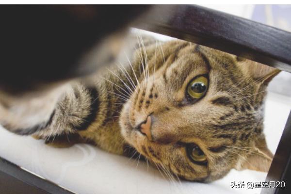 猫咪绝育:猫绝育前和绝育后的注意事项？