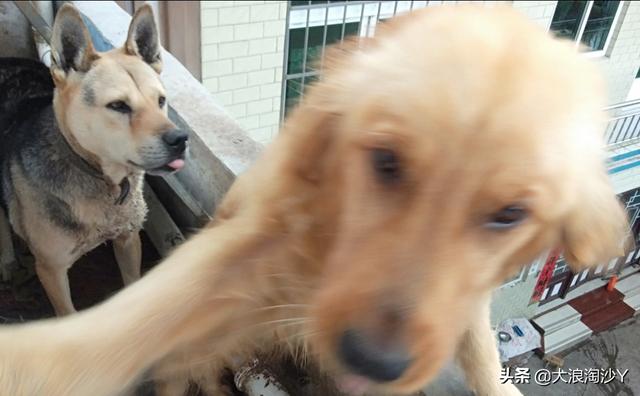 看门犬什么最好:有60平米左右的院子，老婆怕狗，想看家护院的狗狗，什么好？