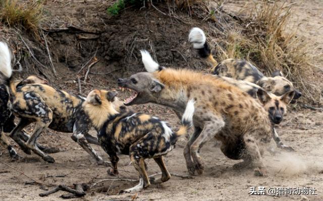 猎犬野狼实战:比特犬打的过非洲野犬吗？