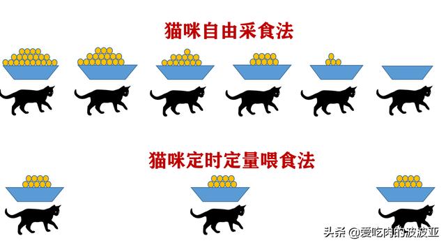 幼猫怎么养:怎样养好两个月的幼猫呢？