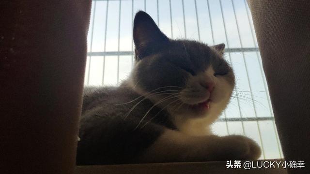 北京宠物猫领养网:在哪可以买到优质的宠物猫呢？