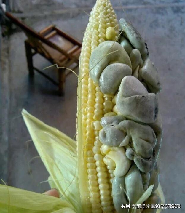 玉米到了后期还要浇吗？