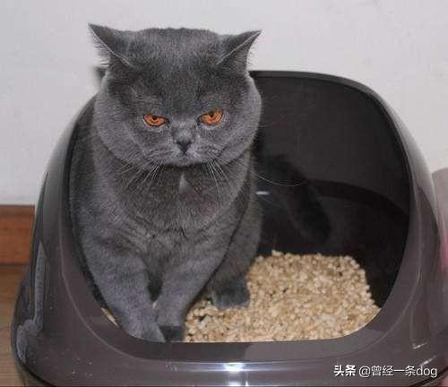 猫咪尿频不喝水:猫咪尿频尿少是什么原因？