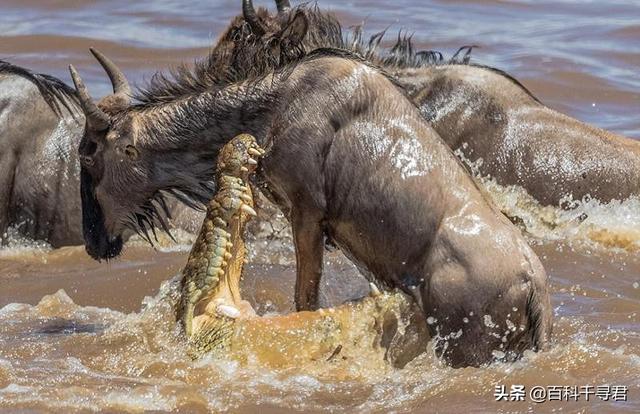 恒河鳄:假如动物会用吸管，远离岸边就能喝到水，那鳄鱼的生存有影响吗