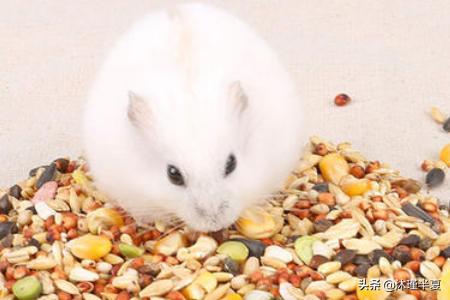 草饼:饲养一只糖尿病仓鼠该准备的东西？