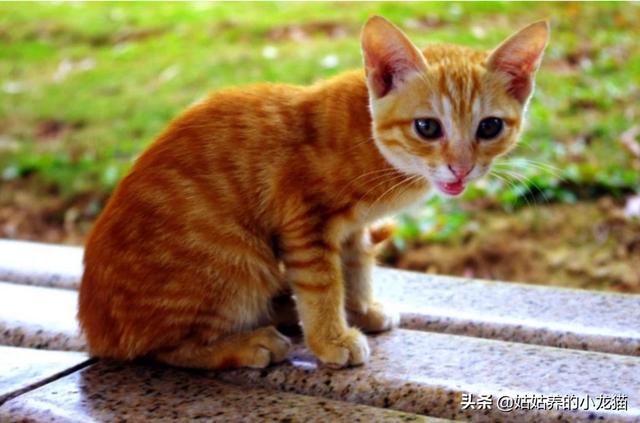 流浪狗和流浪猫图片:到处都是流浪猫狗，它们知道自己被抛弃，会羡慕有主人的猫狗吗？