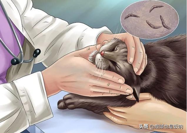 皇家猫粮怎么看保质期:都说猫吃皇家猫粮会黑下巴，那么黑了下巴有啥影响？