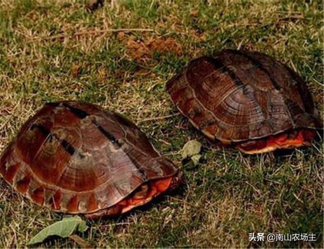海南金钱龟图片大全大图:野生广东金钱龟多少钱一只？