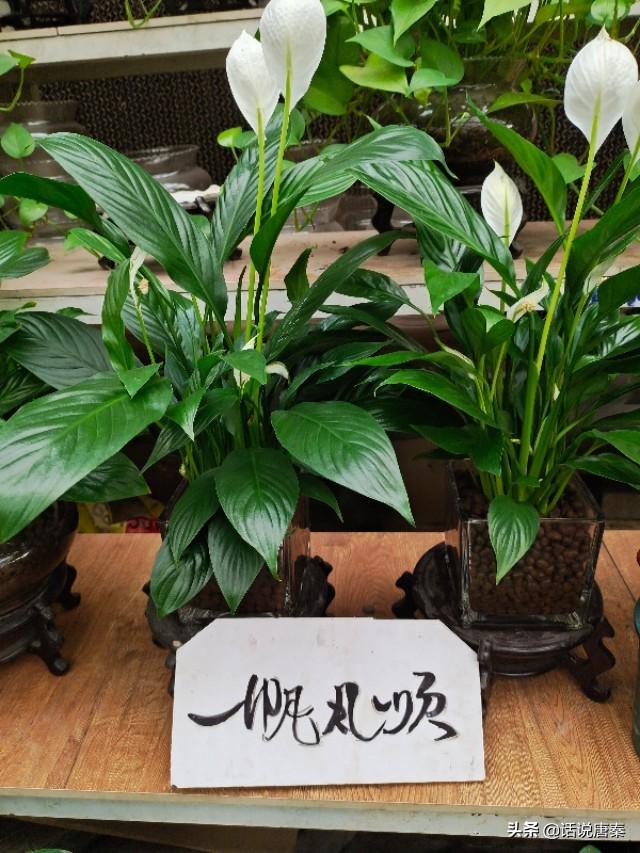 有哪些适合在出租屋里养,好打理的花？