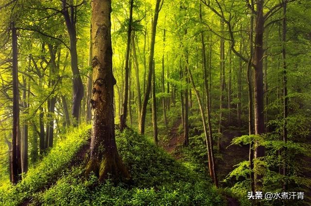 蛇蜻蜓:蜻蜓生活在高氧环境下，能不能长成史前蜻蜓那么巨大？