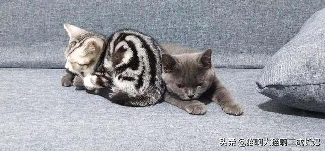 猫咪肾衰竭腹水怎么办:猫胀气怎么办，该怎么进行调节？ 猫咪急性肾衰竭怎么办