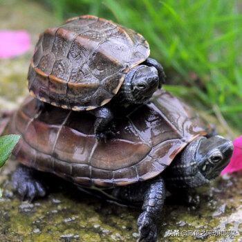 草龟和巴西龟哪个好养?-百科网
