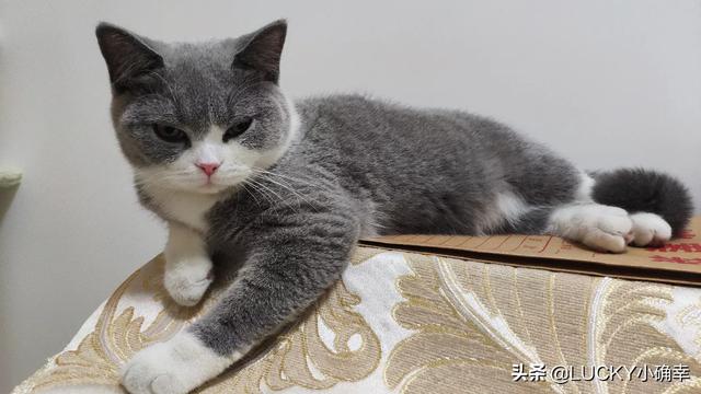 怎样养猫狗:猫狗一块养，怎么让猫不吃狗粮，狗不吃猫粮？ 怎样养猫狗最好