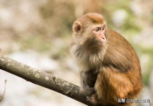 第一个感染的人对猩猩做了什么，新型冠状病毒既然能传播给人类，猩猩，猴子有可能被传染吗