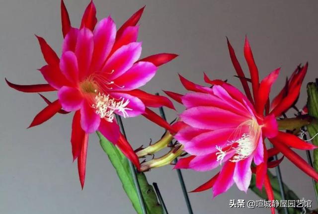 令箭荷花的冬季养护:家里养殖的令箭荷花好几年，就是不开花，这是什么原因导致的？