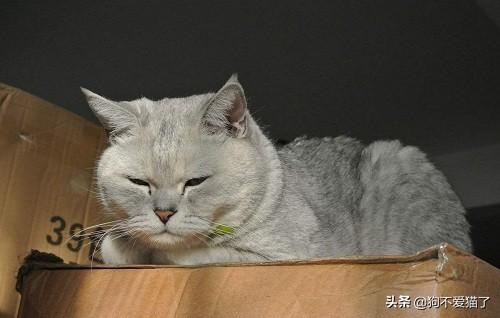 英短公猫什么时候会发腮？