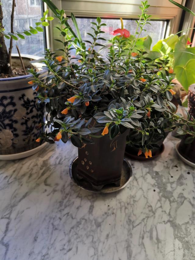 你是爱养花的人吗 都养什么品种的花 养死过多少花 头条问答