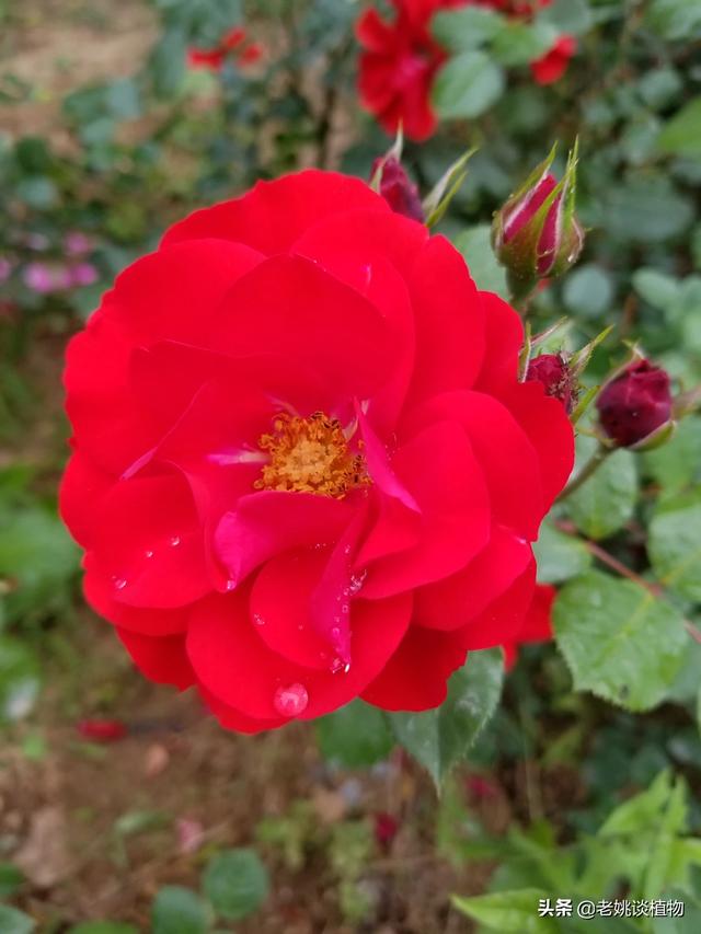 月季花的栽培和管理:月季花的栽培与管理 月季花的栽培管理要注意哪些方面的问题？