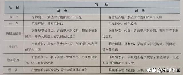 金鱼藻的图片和介绍:鱼缸喂养的金鱼为何不产卵？