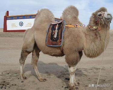 骆驼奶可以壮阳吗，骆驼奶粉的功效和作用，真的比牛奶粉好的多吗